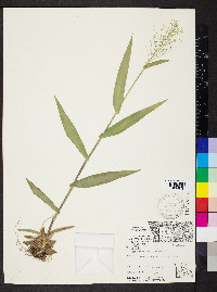 Dichanthelium polyanthes image