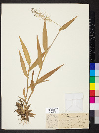 Dichanthelium polyanthes image