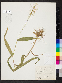 Dichanthelium polyanthes image