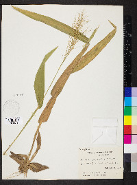 Dichanthelium polyanthes image