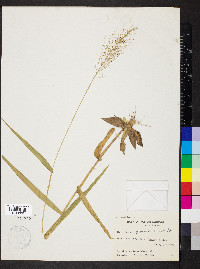 Dichanthelium polyanthes image