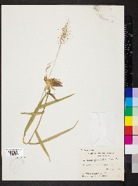 Dichanthelium polyanthes image