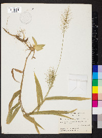 Dichanthelium polyanthes image