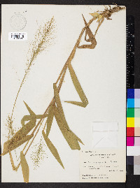 Dichanthelium polyanthes image