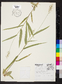 Dichanthelium polyanthes image