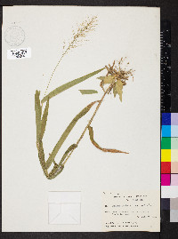 Dichanthelium polyanthes image