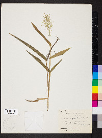 Dichanthelium polyanthes image