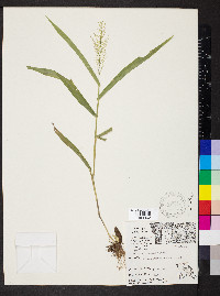 Dichanthelium polyanthes image