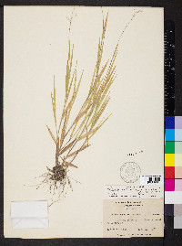 Dichanthelium aciculare subsp. angustifolium image