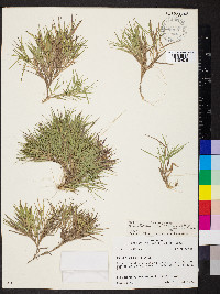 Dichanthelium aciculare subsp. angustifolium image