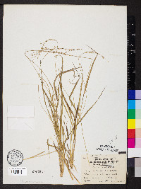 Dichanthelium depauperatum image