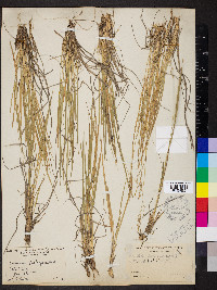 Dichanthelium linearifolium image
