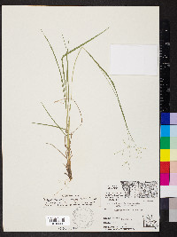 Dichanthelium linearifolium image