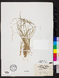 Dichanthelium linearifolium image