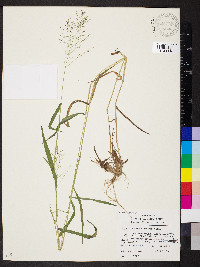 Dichanthelium dichotomum subsp. microcarpon image