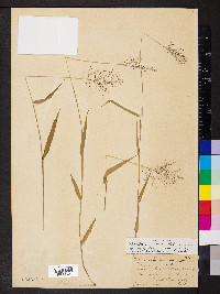 Dichanthelium dichotomum subsp. microcarpon image