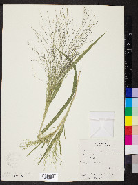 Dichanthelium ovale image