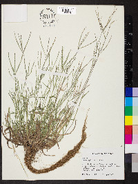 Digitaria filiformis image