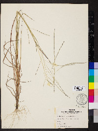 Digitaria villosa image