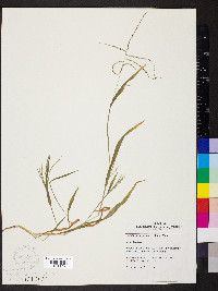 Digitaria ischaemum image