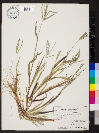 Digitaria ischaemum image