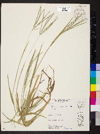 Digitaria ischaemum image