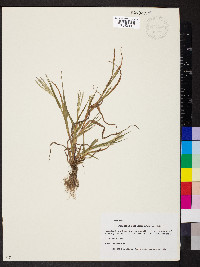 Digitaria ischaemum image