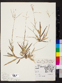 Digitaria ischaemum image