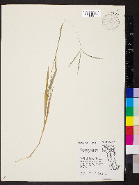 Digitaria ischaemum image