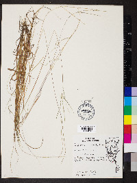 Digitaria filiformis image