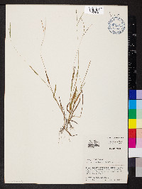 Digitaria filiformis image