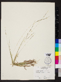 Digitaria filiformis image