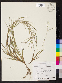 Digitaria ischaemum image