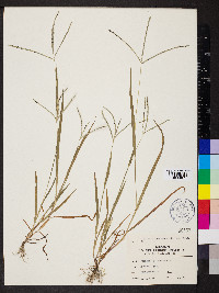 Digitaria ischaemum image