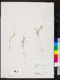 Digitaria ciliaris image