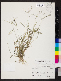 Digitaria ciliaris image