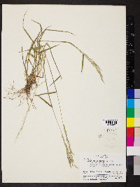 Digitaria insularis image