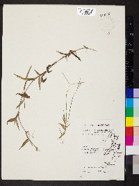 Digitaria fuscescens image