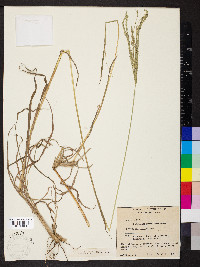 Digitaria eriantha image