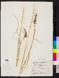 Dupontia fisheri subsp. psilosantha image