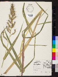 Echinochloa walteri image