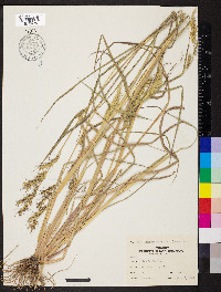 Echinochloa walteri image