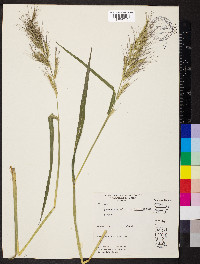 Echinochloa walteri image
