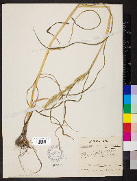 Echinochloa walteri image