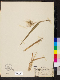 Echinochloa walteri image