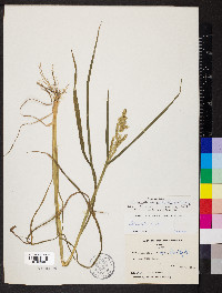 Echinochloa crus-galli var. frumentacea image