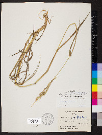 Echinochloa crus-galli var. frumentacea image