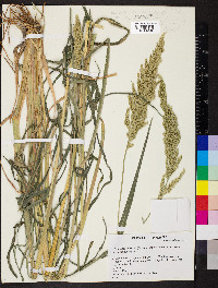 Echinochloa muricata var. microstachya image