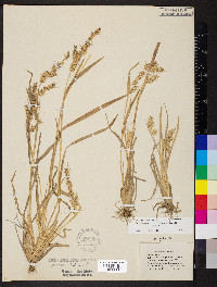 Echinochloa muricata var. muricata image