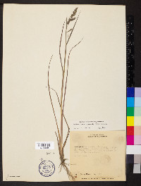 Echinochloa crus-pavonis image